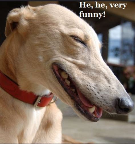 Do Dogs Laugh Like Humans Do Heres What Studies Say Dog Discoveries