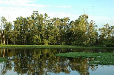 Láng Sen Wetland Reserve - Alchetron, the free social encyclopedia