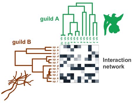 Illustration Of The Data Used To Test For Phylogenetic Signal In