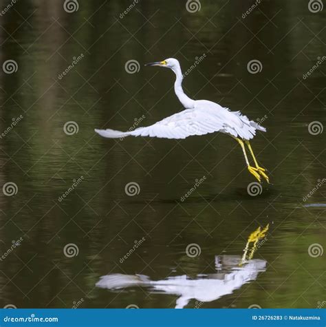Snowy Egret Stock Image Image Of Wildlife Egret Dancing 26726283