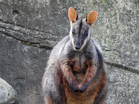 Brush Tailed Rock Wallaby Wildlife Mountain Australia