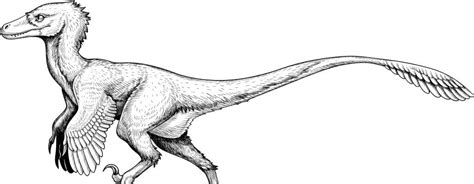 Dinosaurs Velociraptor Facts