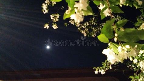 Full Moon With Flower Stock Image Image Of Green Night 111151593