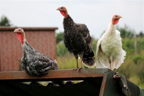 Cómo Criar Pavos Guia Completa Para Criar Pavos
