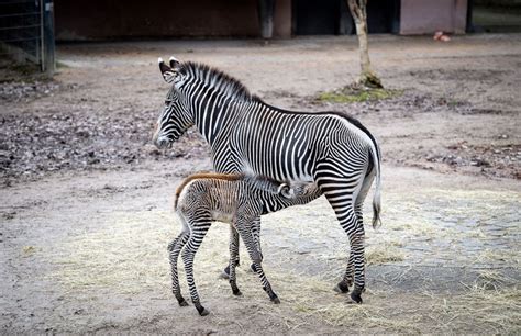 Tiergarten Nuernberg De Nachwuchs Bei Stark Gef Hrdeter Art