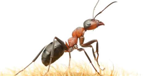 What Do Field Ants Look Like Explained