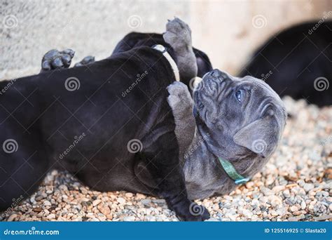 Two One Month Old Cane Corso Puppies Playing In Garden Stock Image