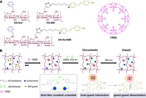 Hyaluronic Acid Hydrogels With Phototunable Supramolecular Cross