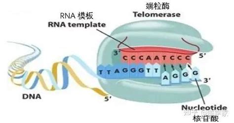 对衰老与“永生”的探索：端粒酶与端粒DNA