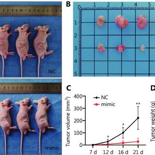 MiR 378a 3p Inhibits Tumorigenesis In Vivo A Image Of Nude Mice With