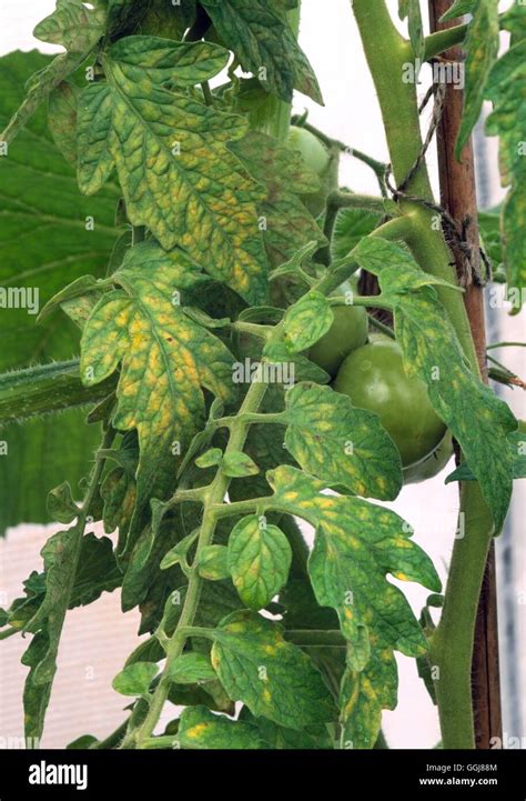 Mineral Deficiency - Tomato with magnesium deficiency DIS078333 /Photoshot Stock Photo - Alamy