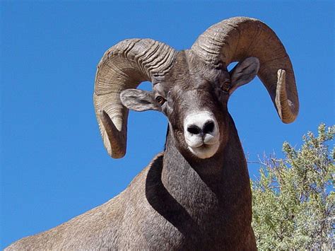 Desert Bighorn Sheep HD Wallpapers Top Free Desert Bighorn Sheep HD