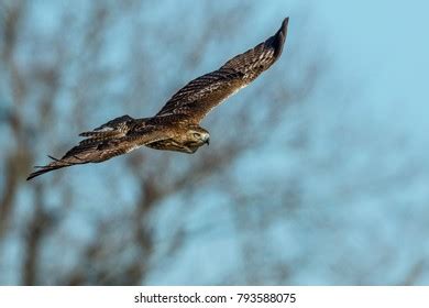 Hawk Flight Stock Photo 793588075 | Shutterstock