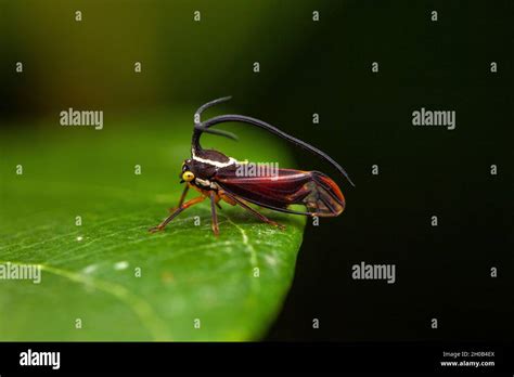 Bizarre Treehopper Stylocentrus Ancora Hi Res Stock Photography And