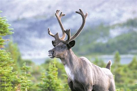 Task forces set up to advise on caribou recovery - RMOToday.com
