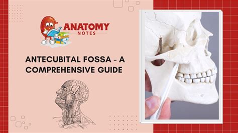 Antecubital Fossa - A Comprehensive Guide