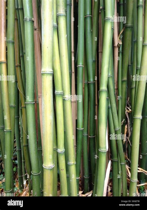 Bamboo Patch Growing At Giverny Stock Photo Alamy