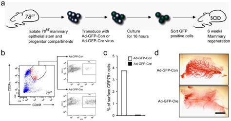 A Schematic Of Adenovirus Cre Mediated Recombination Of Grp78 Floxed