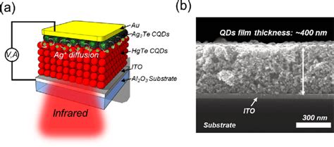 Photodetector Design A Schematic Of The Detector Structure B Download Scientific Diagram