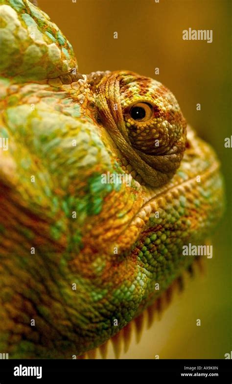 Veiled Chameleon Lizards Stock Photo Alamy