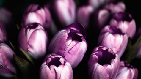 1920x1080 Wallpaper Purple Tulips Peakpx