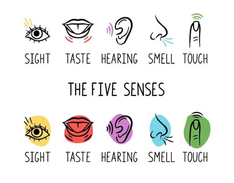 Premium Vector Human Senses Illustrations Taste Sight Touch Smell And