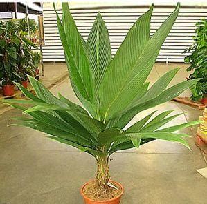 Комнатная пальмочка 4. Комнатная пальма — виды и уход - Cvetochki ...