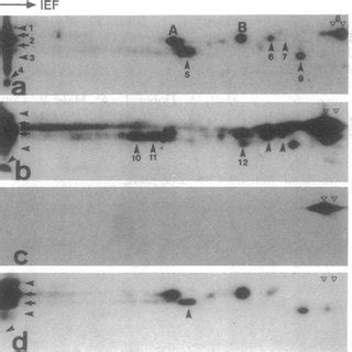 Detection of small GTP-binding proteins in hippocampal neurons (a ...