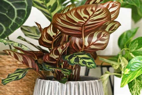 Calathea Care Growing And Caring For Calatheas Bbc Gardeners World Magazine