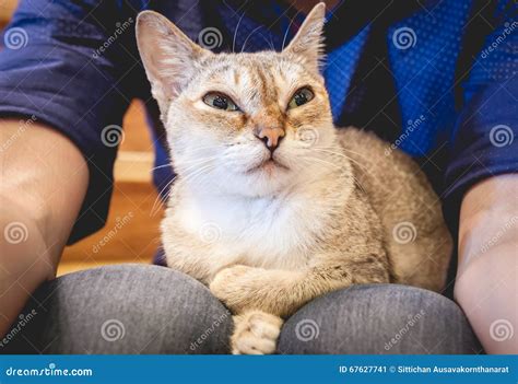 Cat Is Crying On Man S Leg Stock Image Image Of Face 67627741