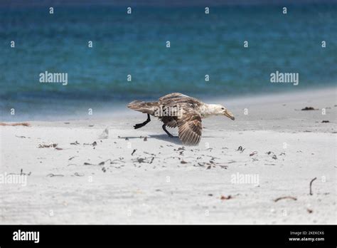 Southern Giant Petrel Macronectes Giganteus Falklands Stock Photo Alamy