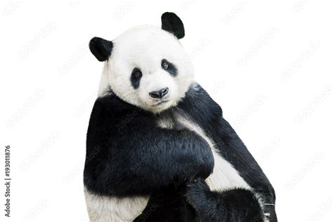 Adorable panda facing camera Stock Photo | Adobe Stock