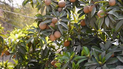 Fresh Chiku Fruit On The Chiku Tree During Sunny Summer Day Indian