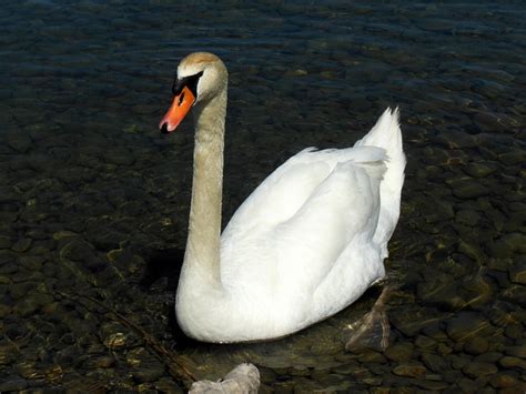 Cisne Lago De Constanza Agua Foto Gratis En Pixabay Pixabay