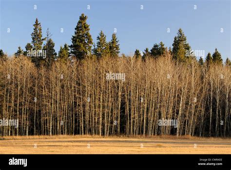 Aspen Parkland Hi Res Stock Photography And Images Alamy