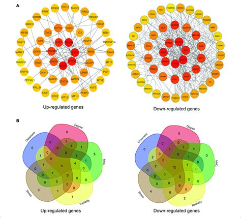 Ppi Network And Hub Gene Selection A The Top 50 Hub Genes In The Download Scientific