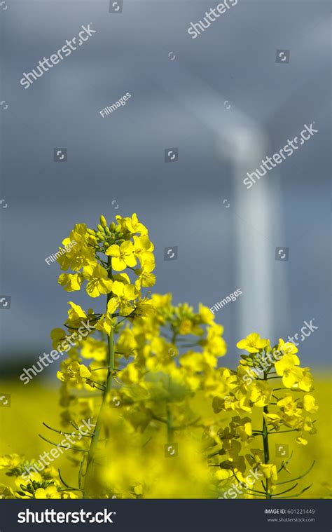 Rapeseed Flower Stock Photo 601221449 | Shutterstock