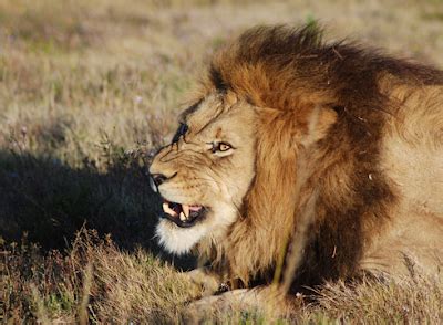 Bestiaria Latina Blog Latin Proverbs And Fables Round Up July