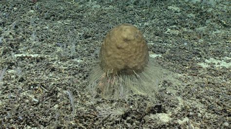 Sea Explorers Find New Species That Resembles Human Poop Durham