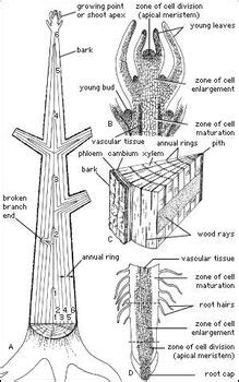 Pine Tree Root System Diagram Wiring Site Resource