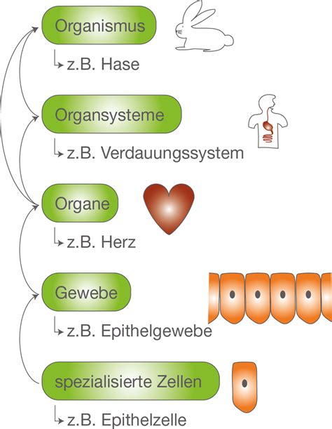 Zelle Gewebe Organe Die Zelle Bio Digitales Schulbuch Skripte