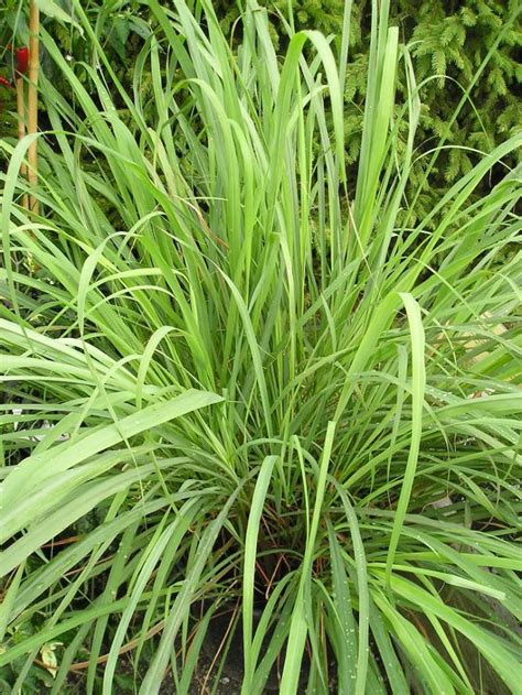 Indiai citromfű (Cymbopogon Citratus) - Teljes útmutató - Kertszepites.com