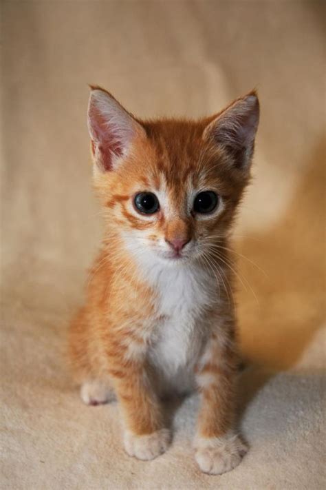 Orange Cats Are The Cutest Fruit Bat Orange Cats Tigers Kittens