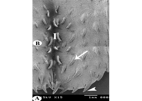 Scanning Electron Micrographs Of The Pharyngeal Roof Of Egyptian Geese