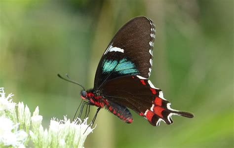 Cuban Cattleheart Lepidoptera Of Cuba · Biodiversity4all