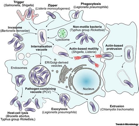 Adaptations Of Intracellular Bacteria To Vacuolar Or Cytosolic Niches