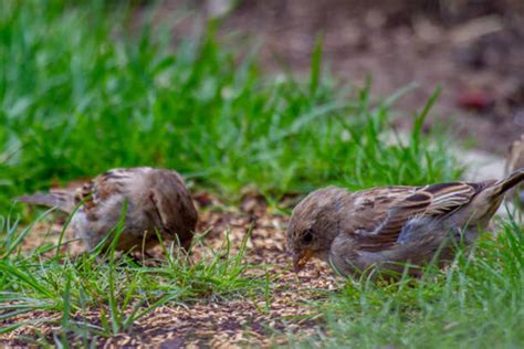 Do Birds Eat Seeds?