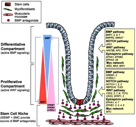 Graphical View Of Human Colon Intestinal Epithelial Cell Development