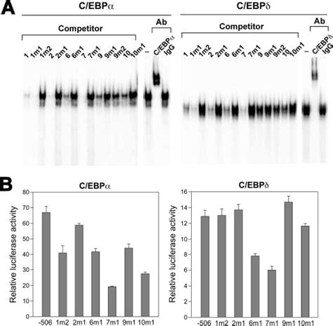 Analysis Of Cebp Binding Site Mutants A Emsa Was Carried Out Using