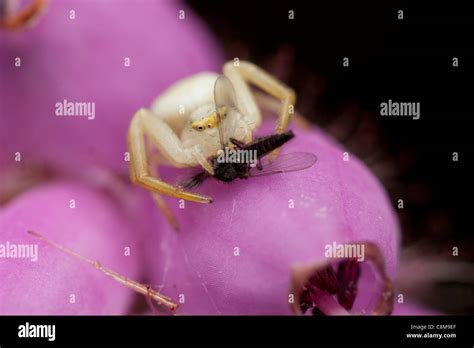 Crab Spider On Bell Heather Eating Midge At Arne Nature Reserve Dorset